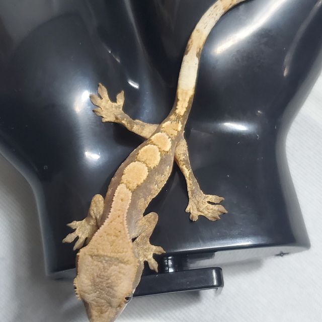 세이블