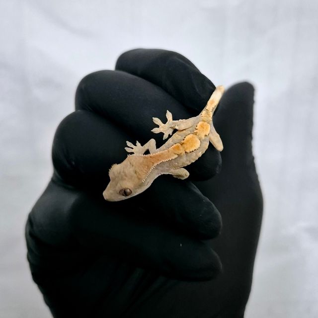 세이블 트라이