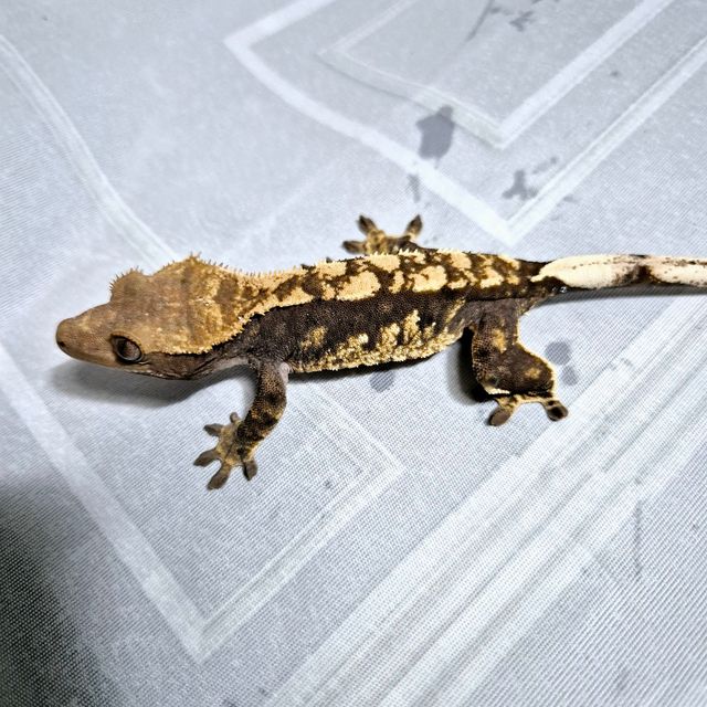 플레임 다크 블랙 챠콜