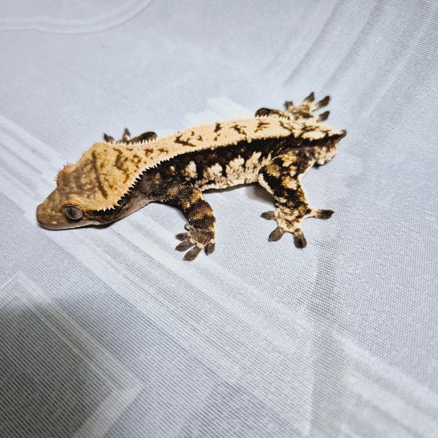 다크 블랙 챠콜
