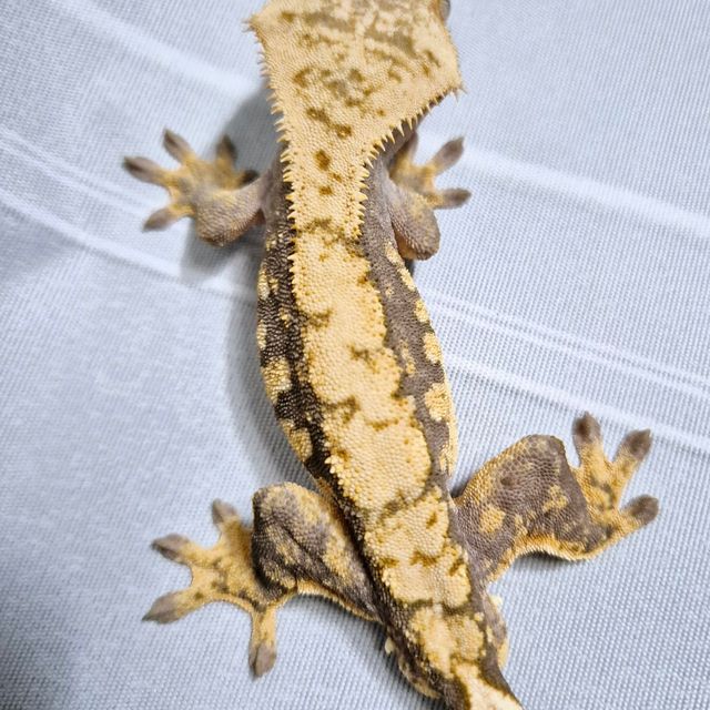 100%헷아잔틱