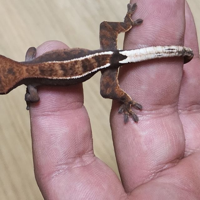 카푸치노