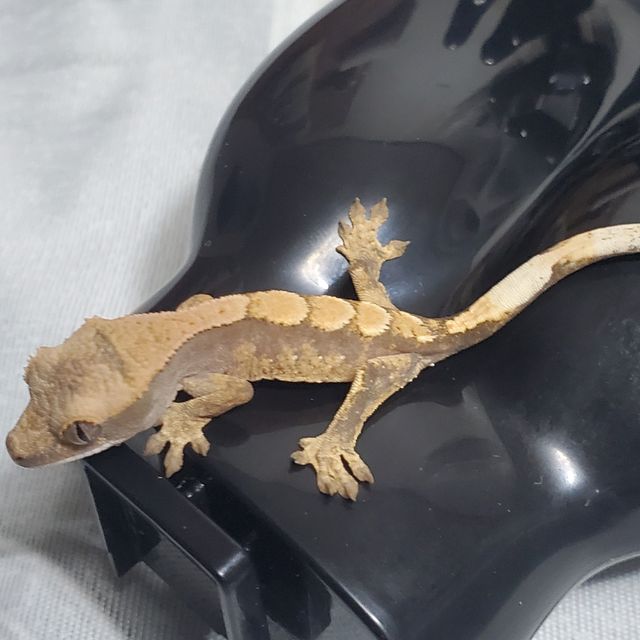 세이블