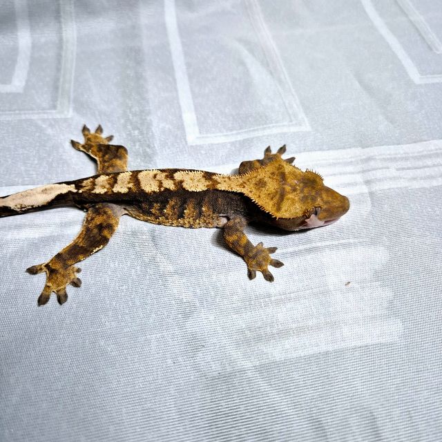 플레임 다크 블랙 챠콜