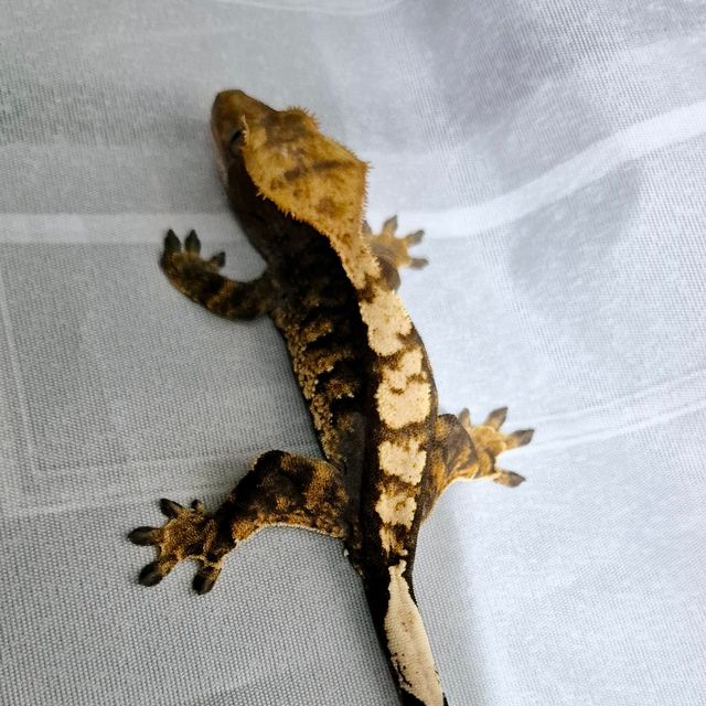 플레임 다크 블랙 챠콜