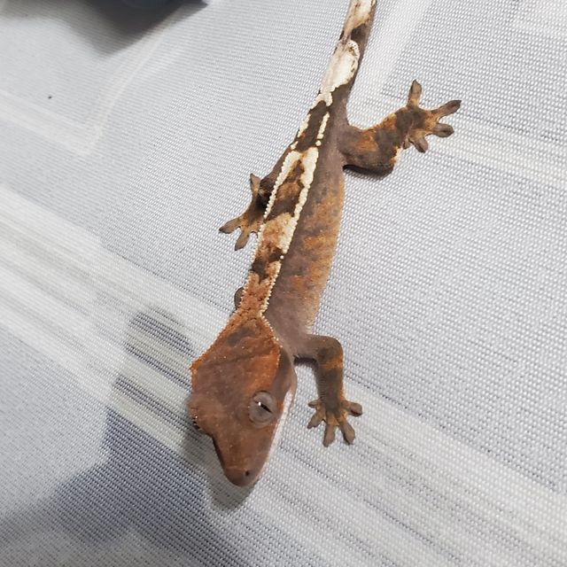 세이블