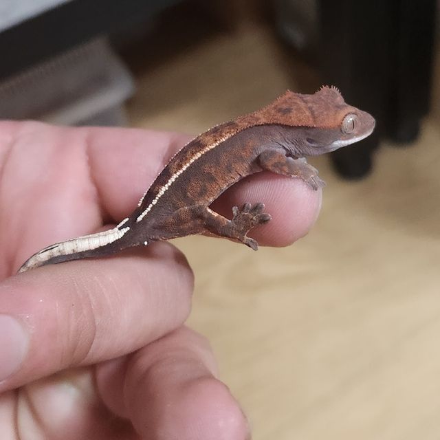 카푸치노