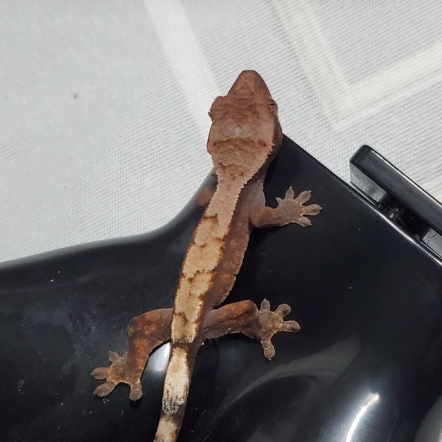 세이블