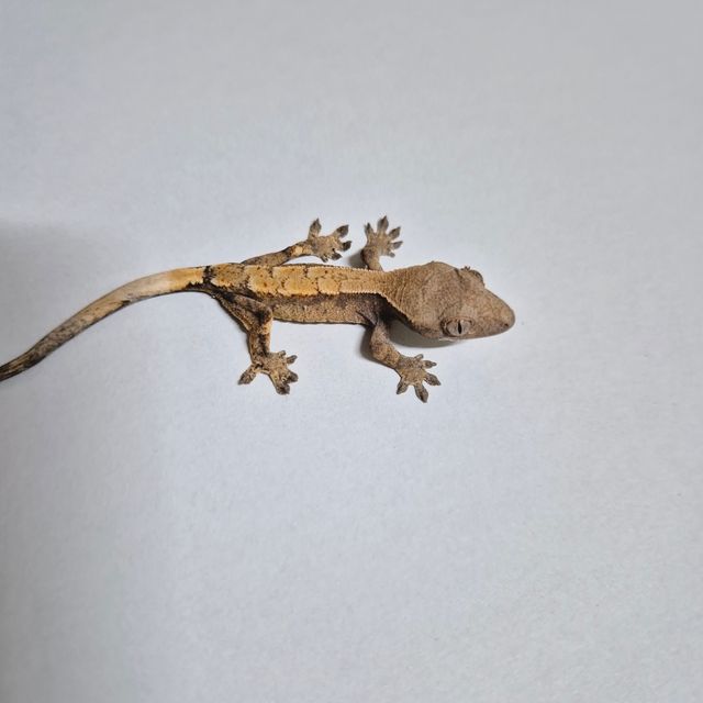 세이블