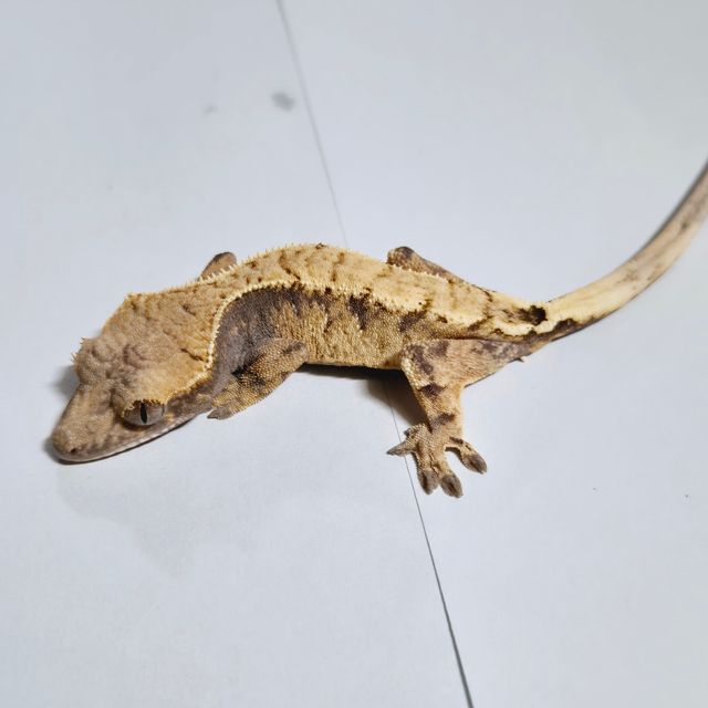 세이블
