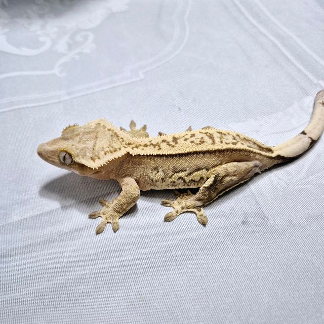 노멀 옐로우 크림시클