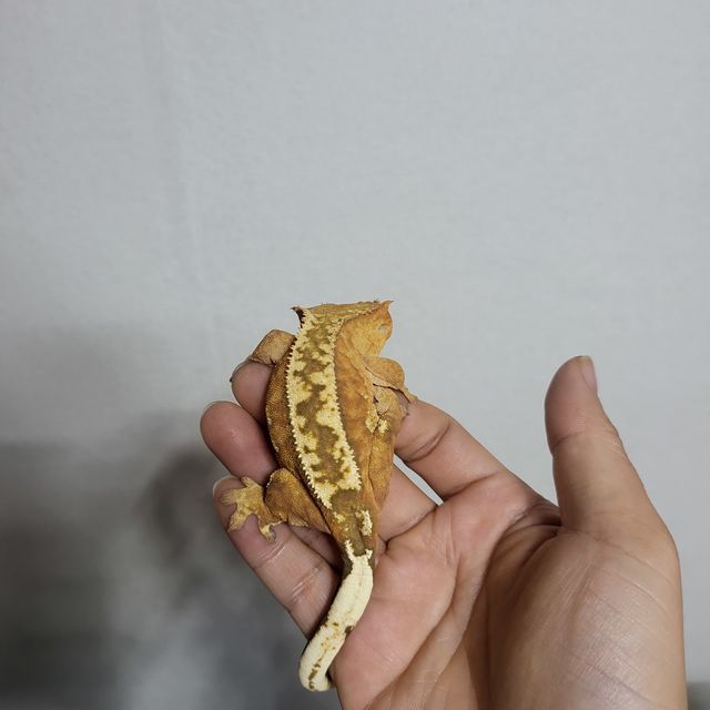 노멀