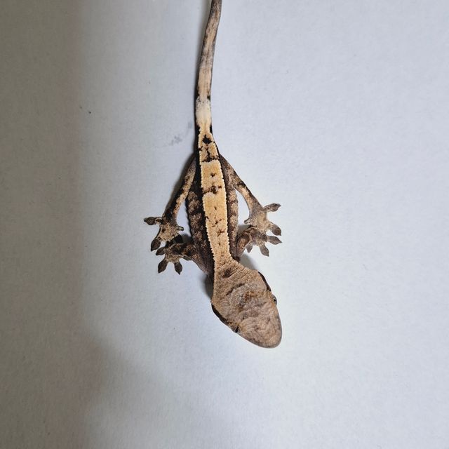 세이블