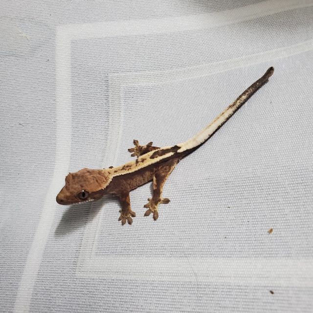 세이블