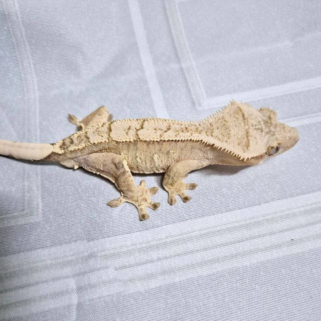 노멀 크림시클