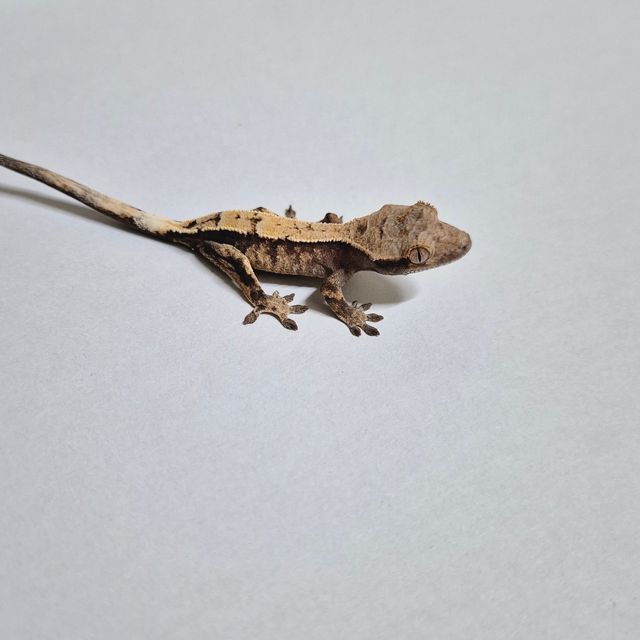 세이블