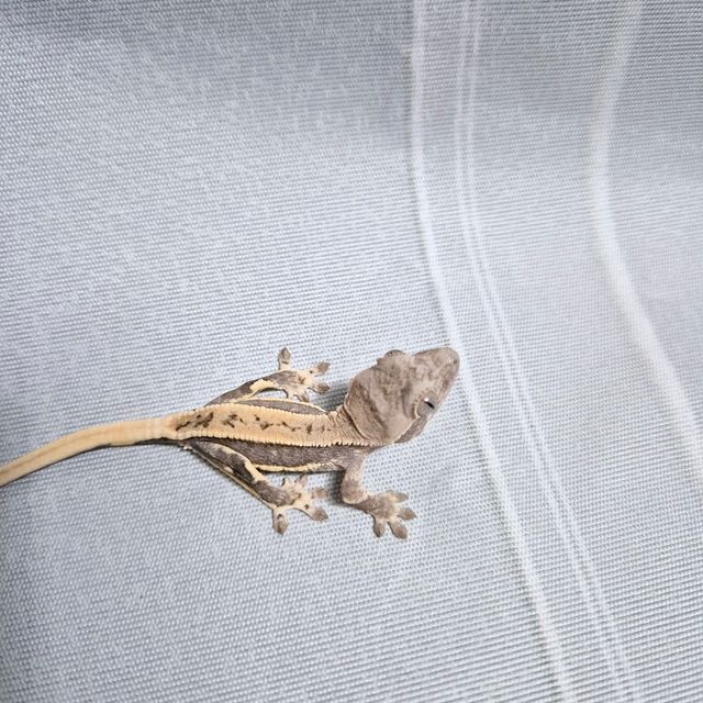 릴리 세이블