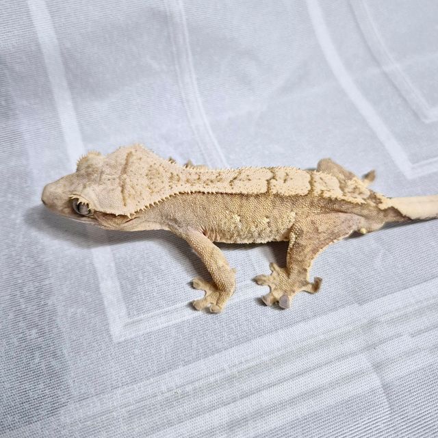 노멀 크림시클