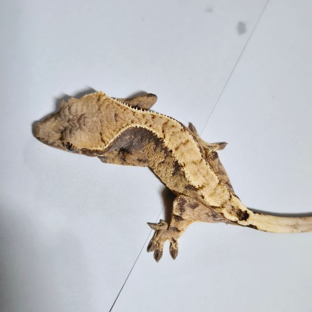 세이블