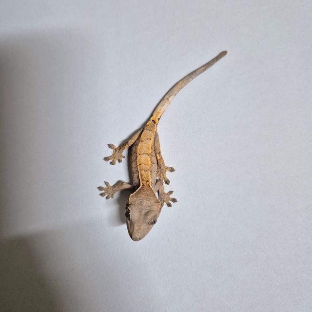 세이블