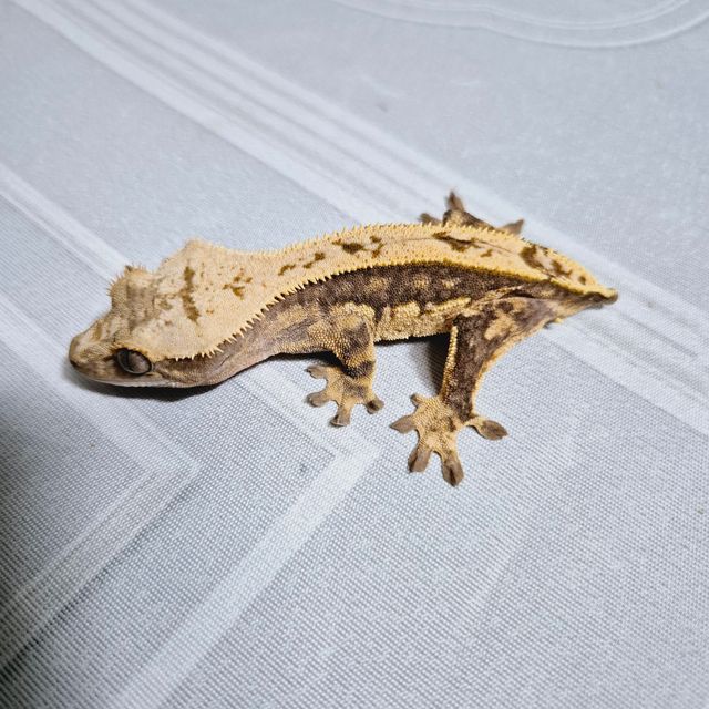 트라이 챠콜 다크 블랙