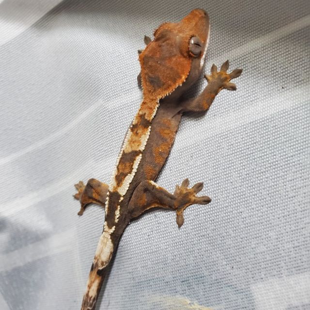 세이블