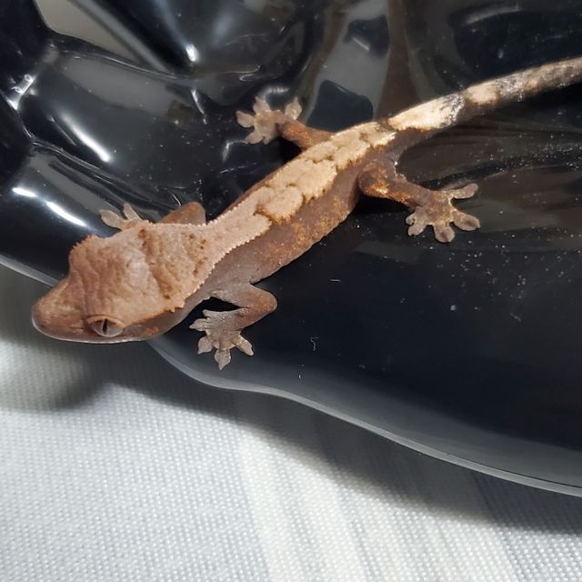세이블
