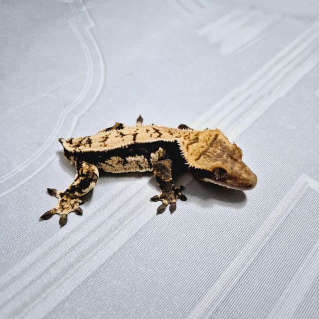 다크 블랙 챠콜