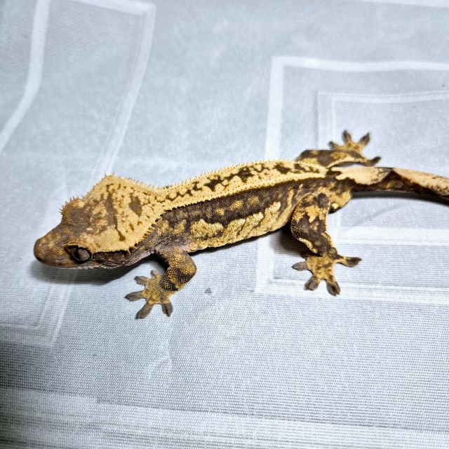 다크 블랙 핀스트라이프