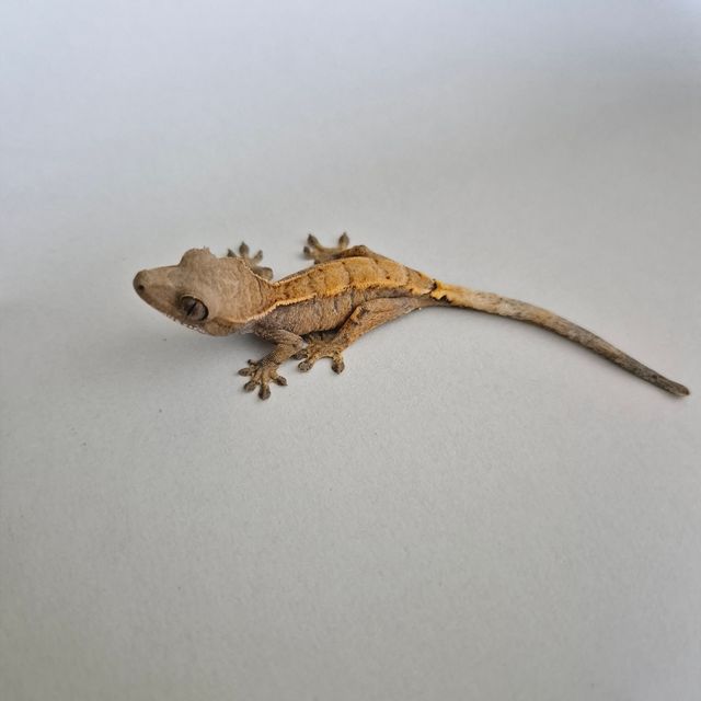 세이블