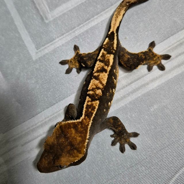 다크 블랙 플레임