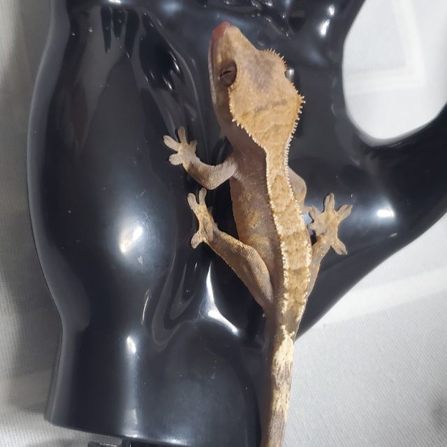 세이블