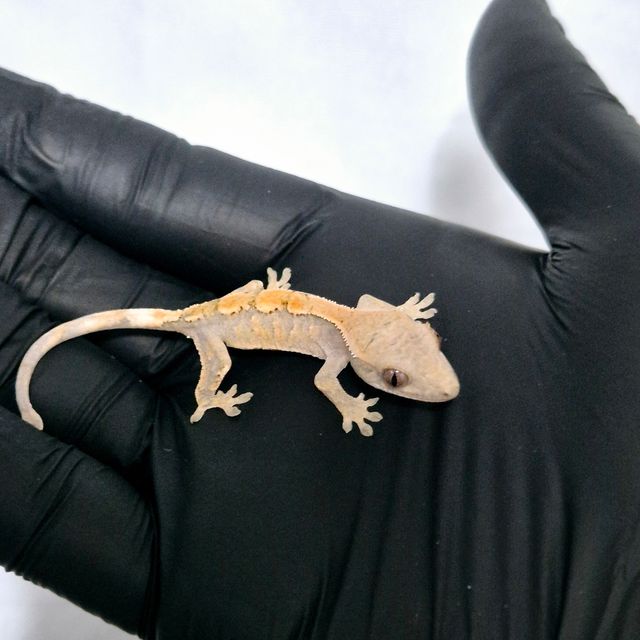세이블 트라이