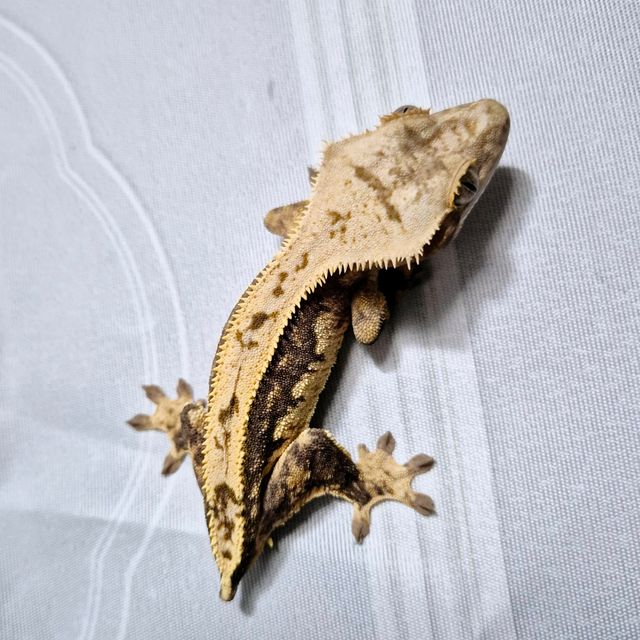 트라이 챠콜 다크 블랙