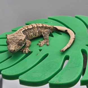 트라이 익스트림할리퀸 노멀 화이트스팟 할리퀸