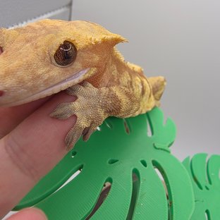 노멀 레드 트라이 익스트림할리퀸