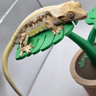 릴리화이트 드리피 풀핀