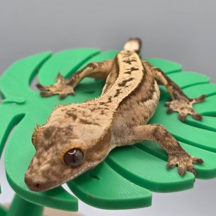 100%헷아잔틱 핀스트라이프 쿼드