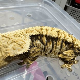 노멀 트라이 익스트림할리퀸