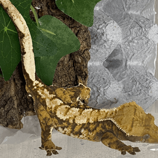 노멀 트라이 익스트림할리퀸 텐저린