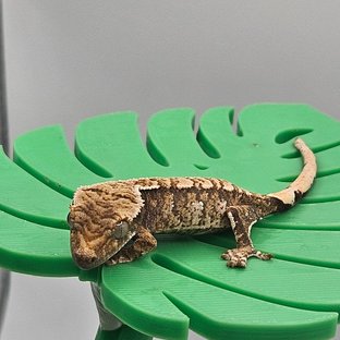 트라이 익스트림할리퀸 노멀 화이트스팟 할리퀸 텐저린