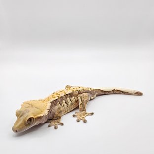 노멀 트라이 익스트림할리퀸