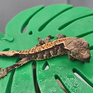 노멀 트라이 익스트림할리퀸 텐저린 할리퀸