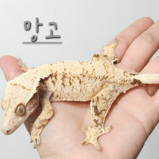 크레청과(망고)