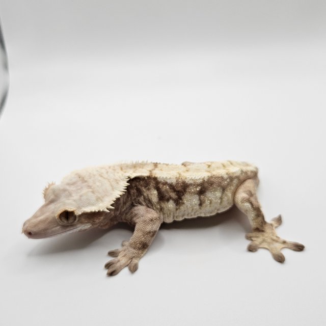 노멀 트라이 익스트림할리퀸