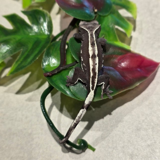 아잔틱 핀스트라이프