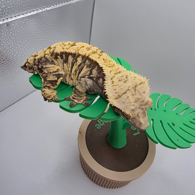 노멀 트라이 익스트림할리퀸