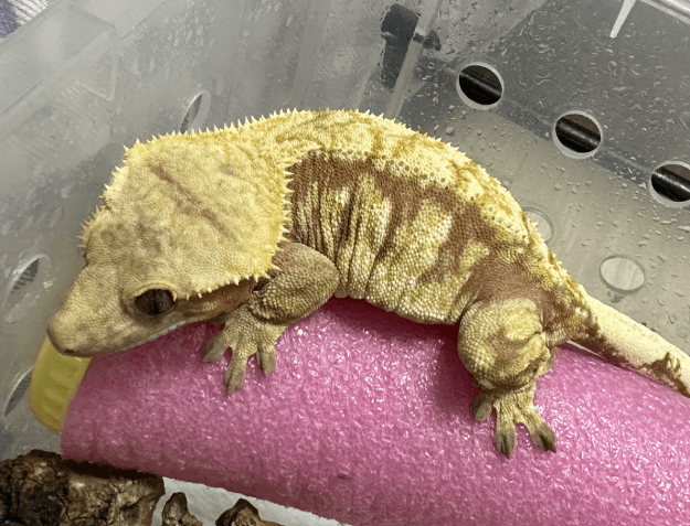 노멀 레드 트라이 익스트림할리퀸