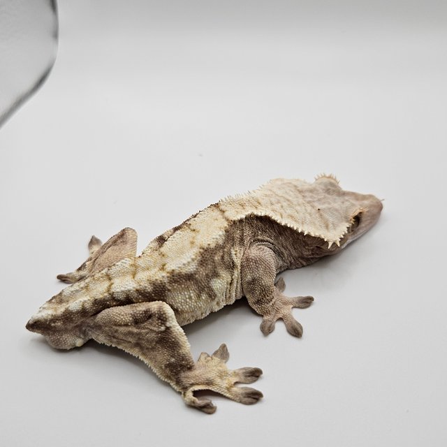 노멀 트라이 익스트림할리퀸