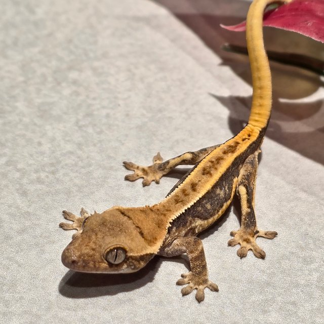 릴리화이트 레드 슈퍼스트라이프